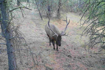 big game hunting land for sale Washington Cedonia Hills Farm