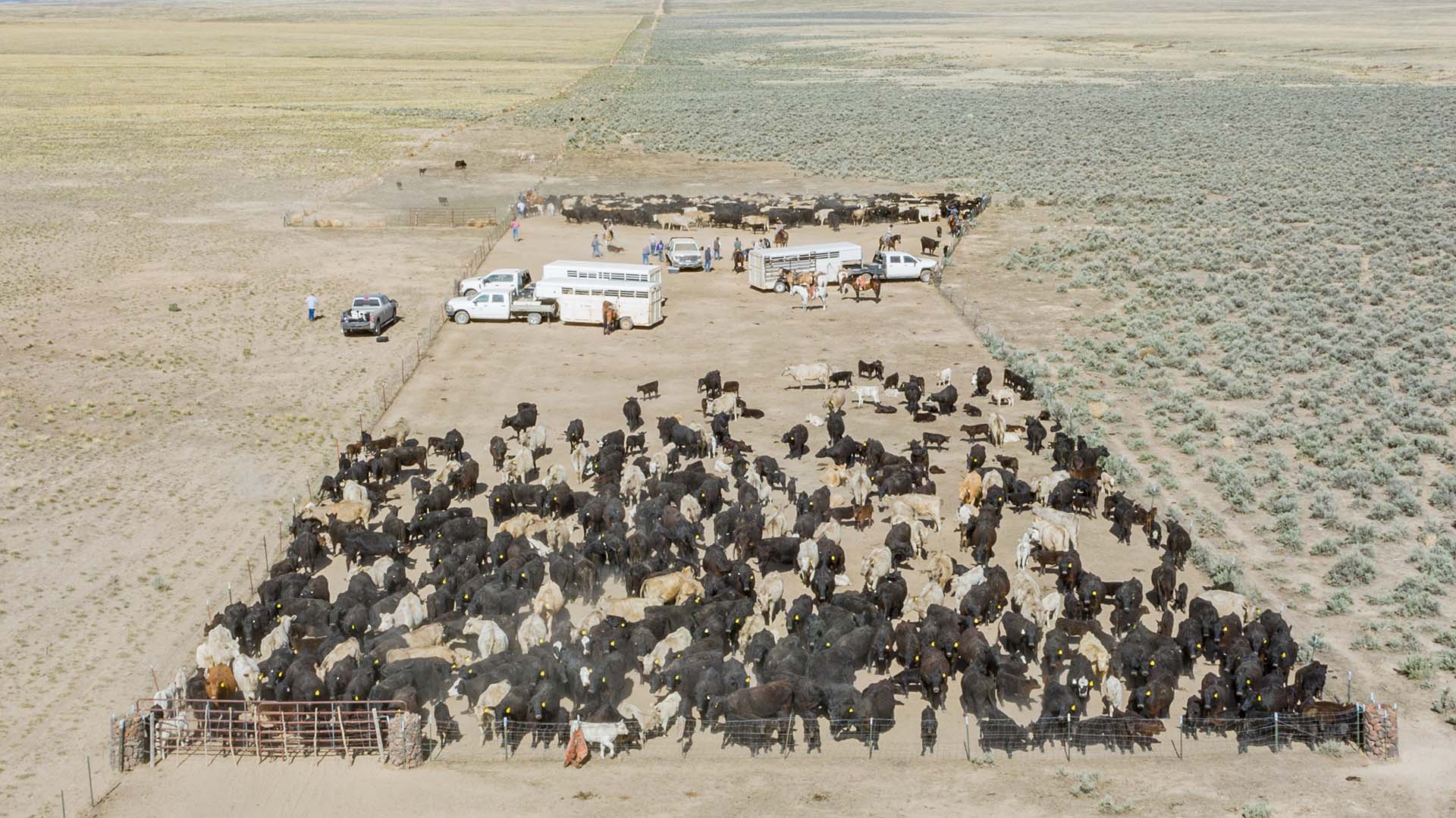 cattle sorting oregon vance ranch