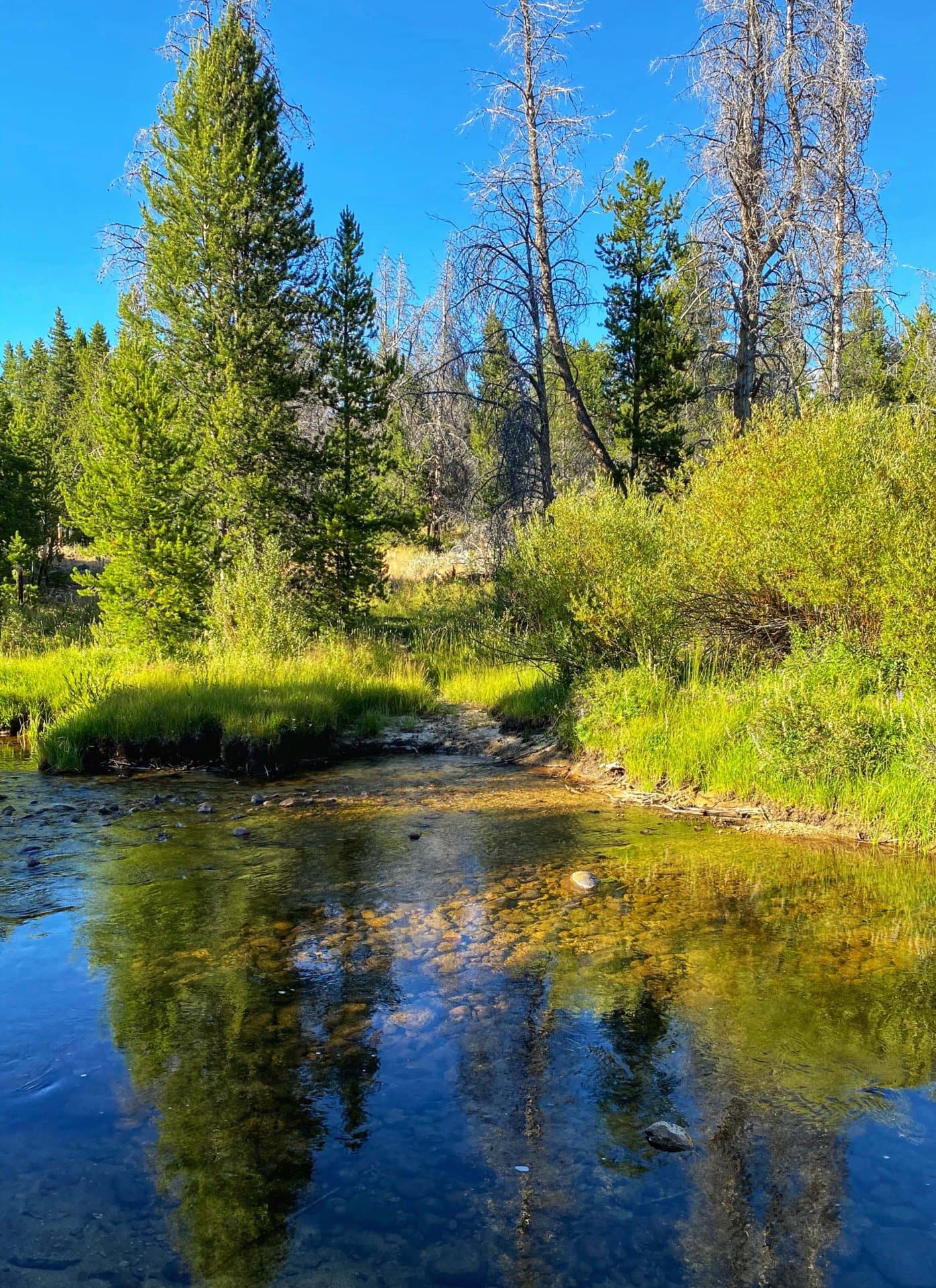 clear water montana pintler creek ranch