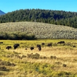 montana ranch for sale pintler creek ranch