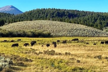 montana ranch for sale pintler creek ranch