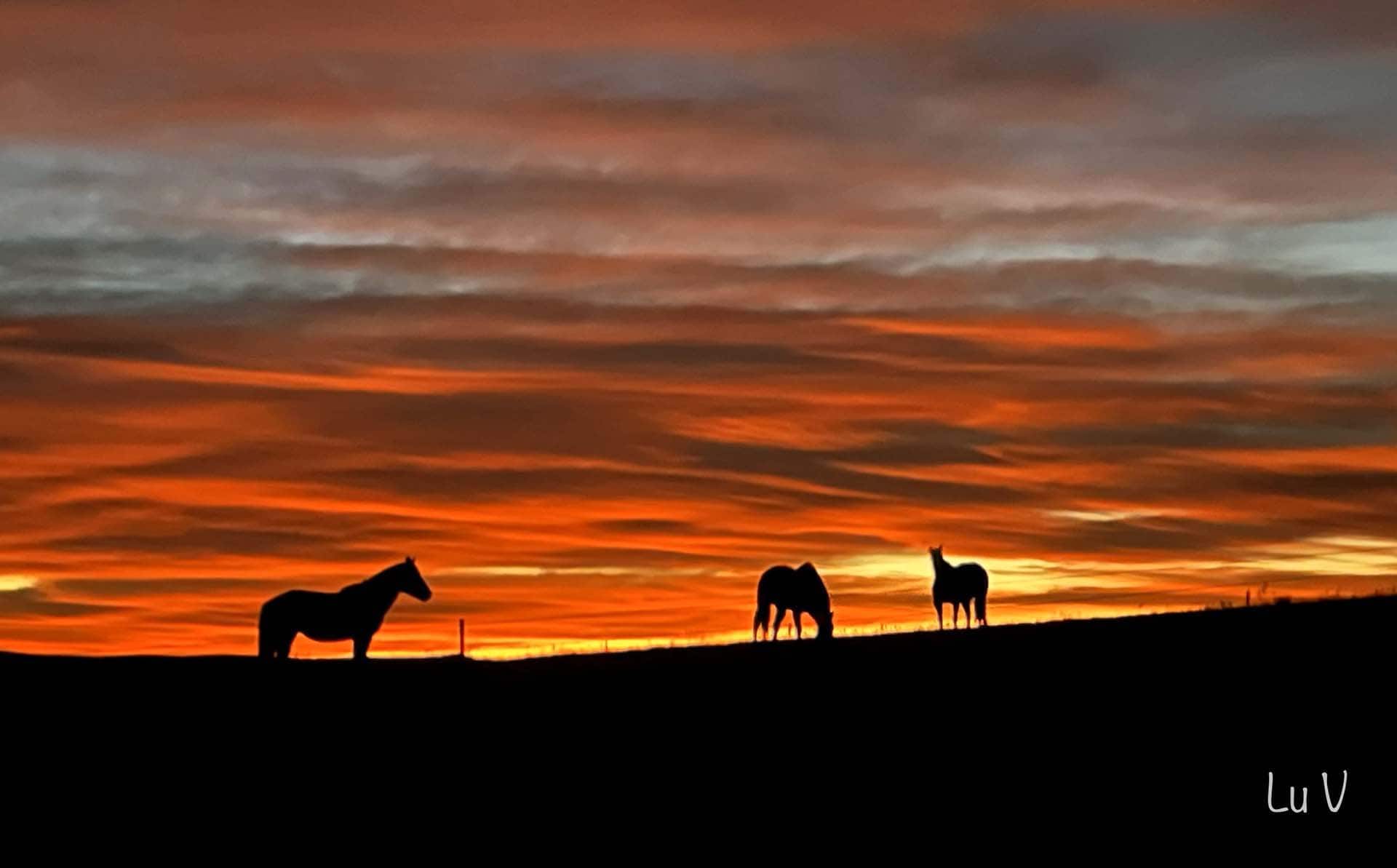 ranch horse wyoming vaughan ranch