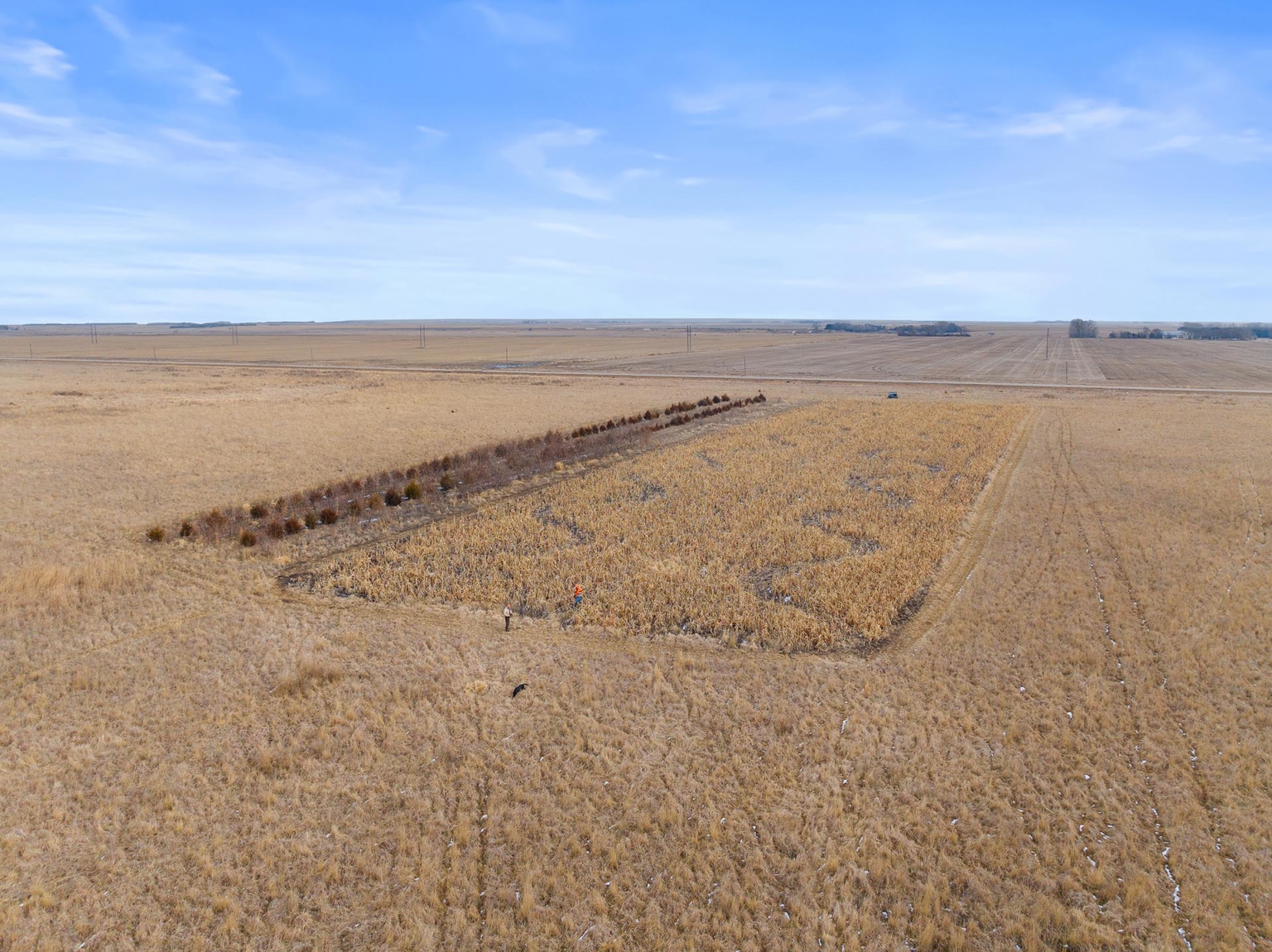 Spink County Rooster Rush Redfield South Dakota Fay Ranches