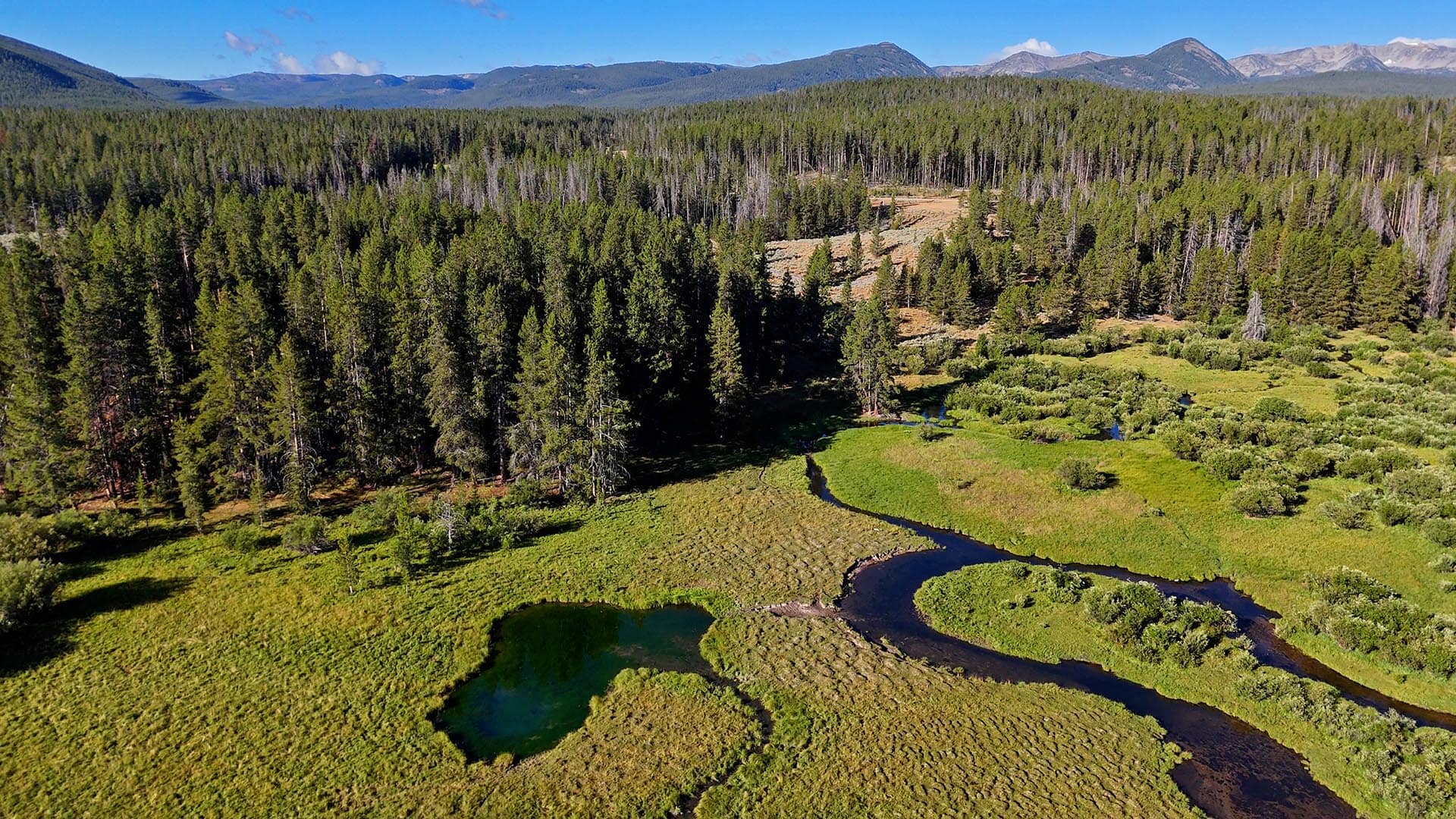 dense evergreen forest montana big hole river ranch