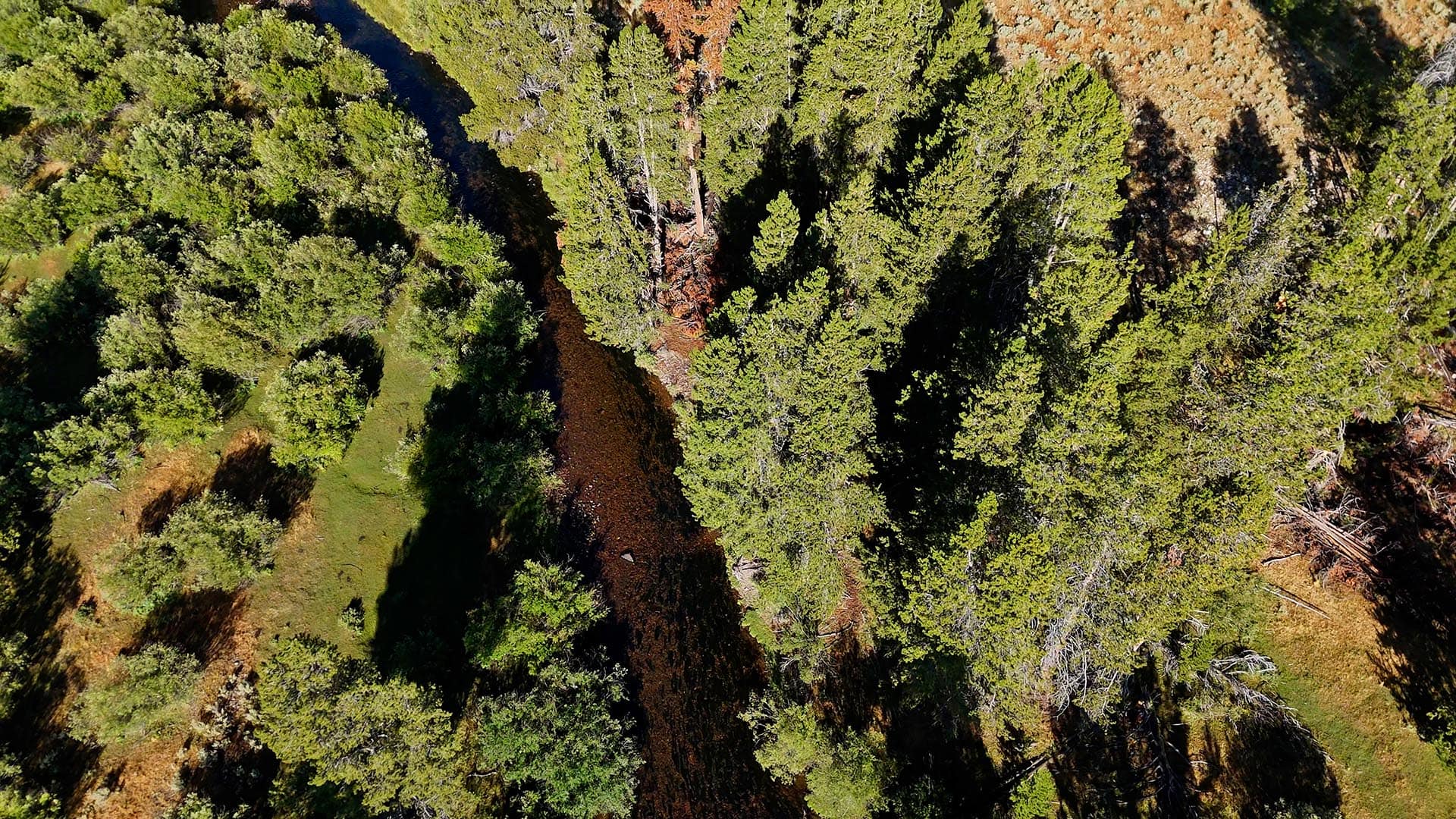 Aerial view of a dense evergreen forest with a narrow creek winding through the trees.