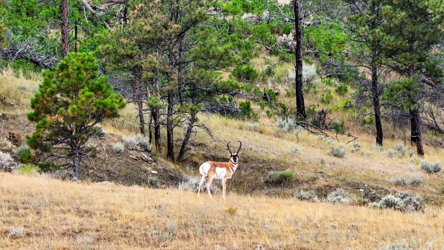 Crooked Creek Ranch | Montana Hunting Property | Fay Ranches