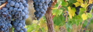 cabernet sauvignon grapes oregon dream big vista vineyard