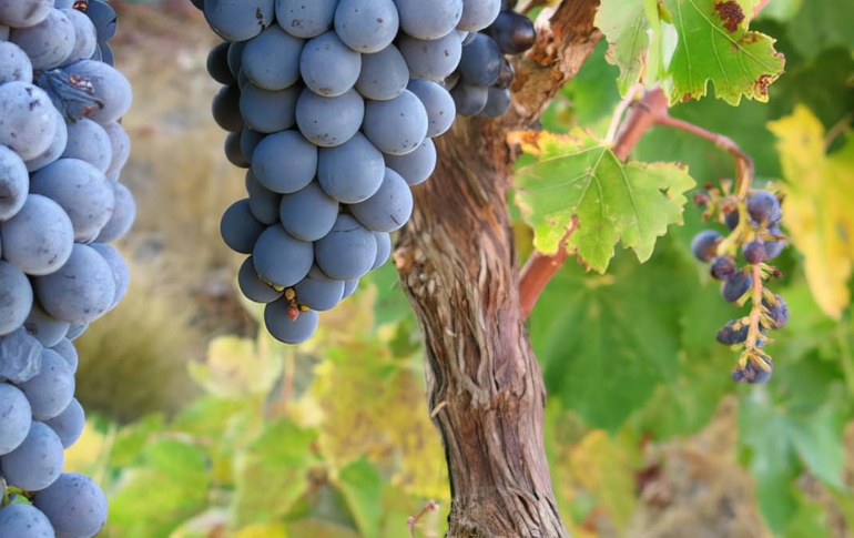 cabernet sauvignon grapes oregon dream big vista vineyard