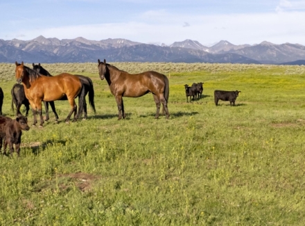 montana ranch for sale crazy peaks