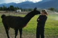 Naomi Alm licensed real estate broker montana llama kisses