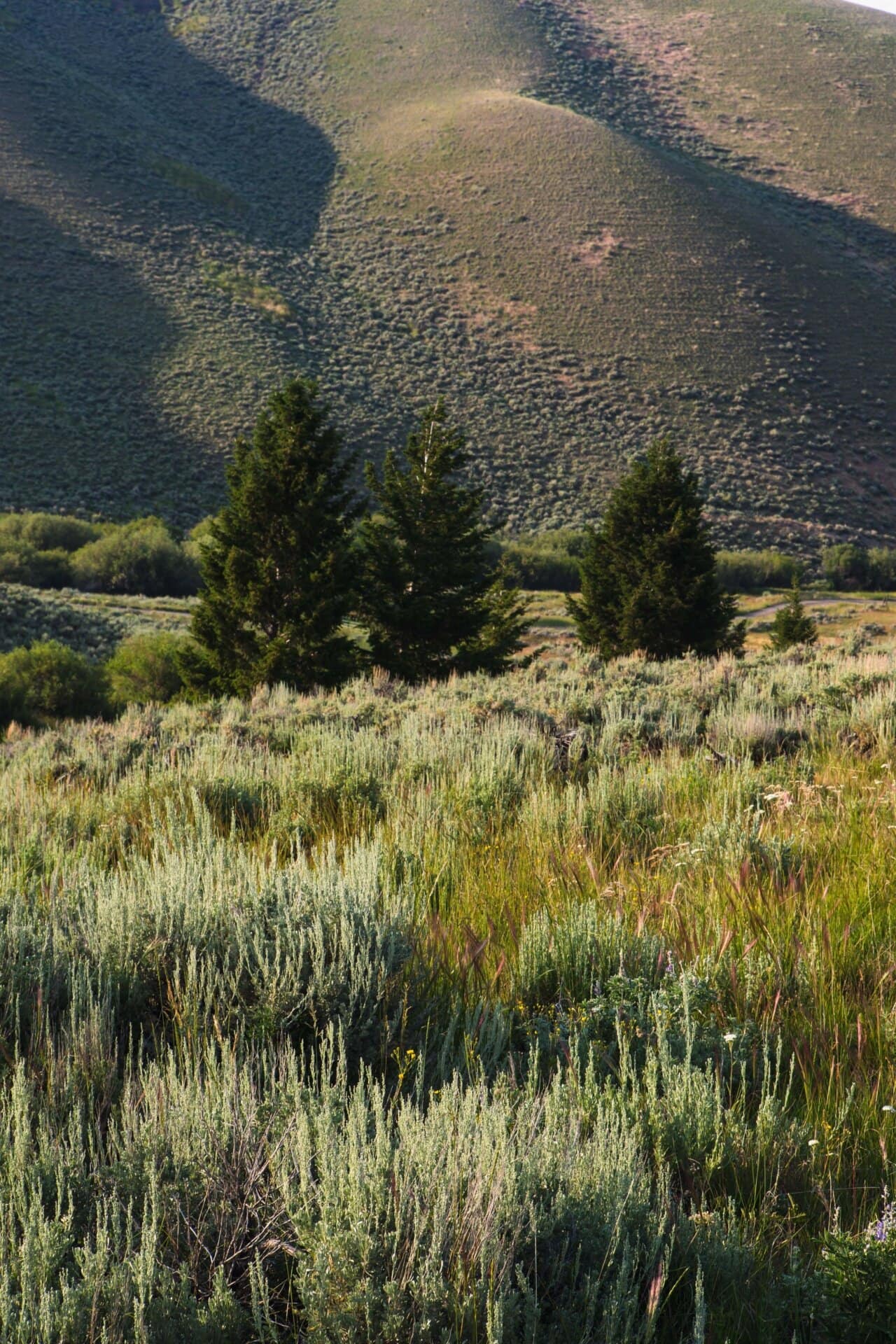 animals montana elk canyon ranch