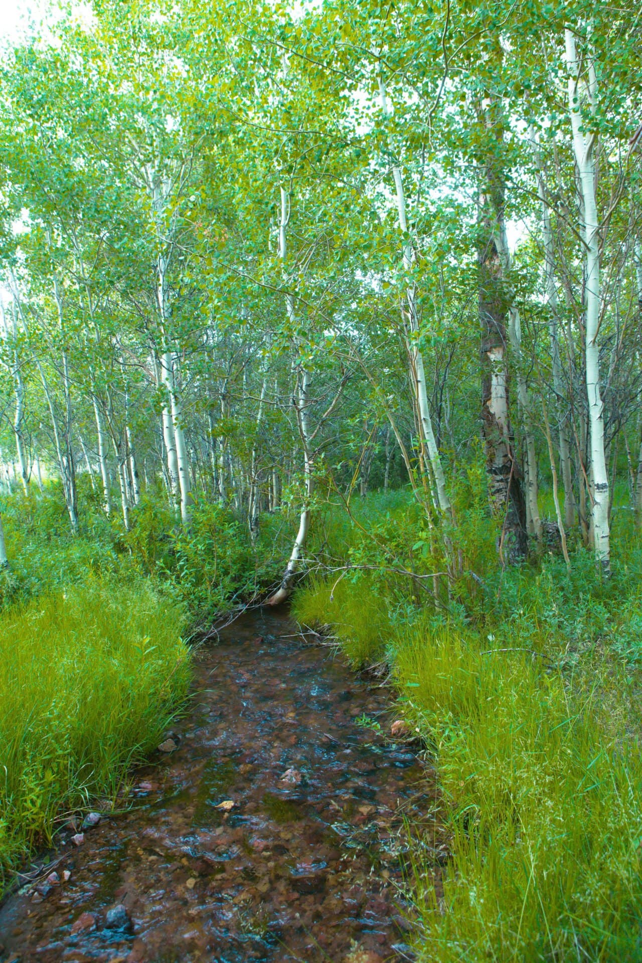 deer montana elk canyon ranch