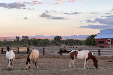 equestrian for sale montana jefferson river luxury ranch estate
