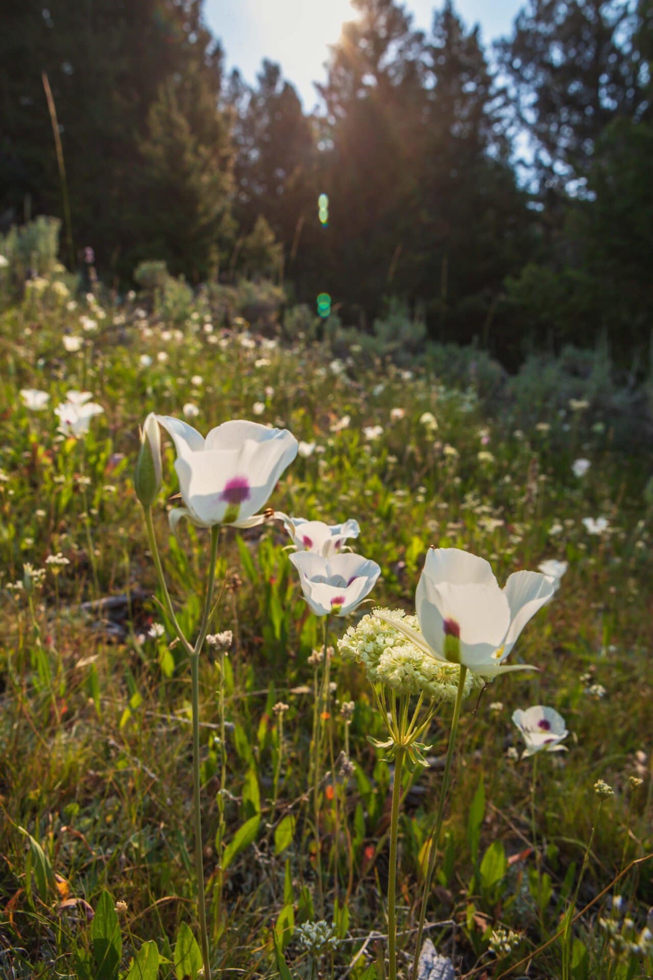 flowers montana elk canyon ranch