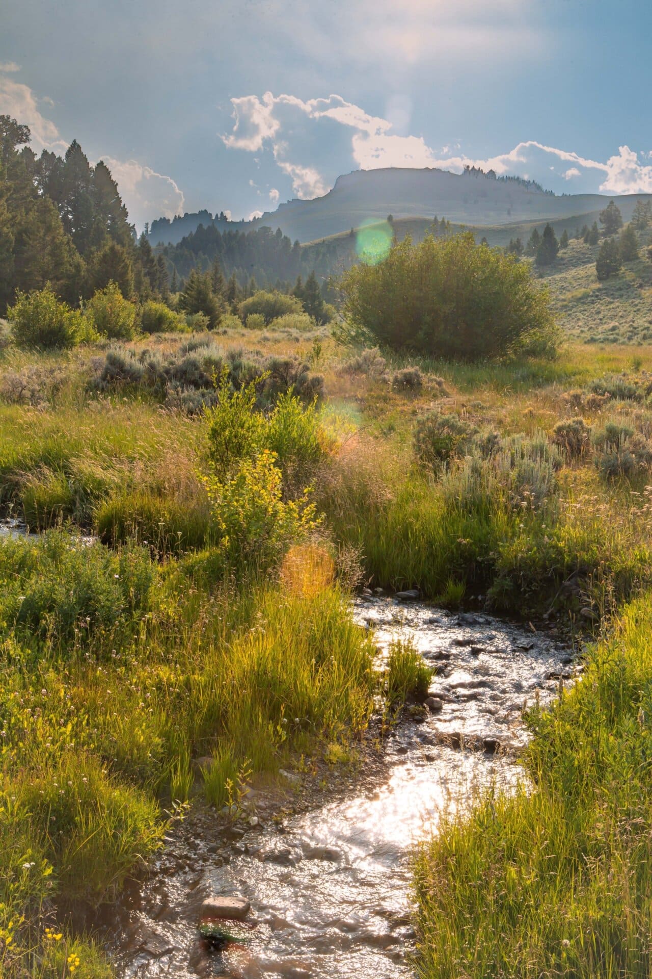 flowing water montana elk canyon ranch