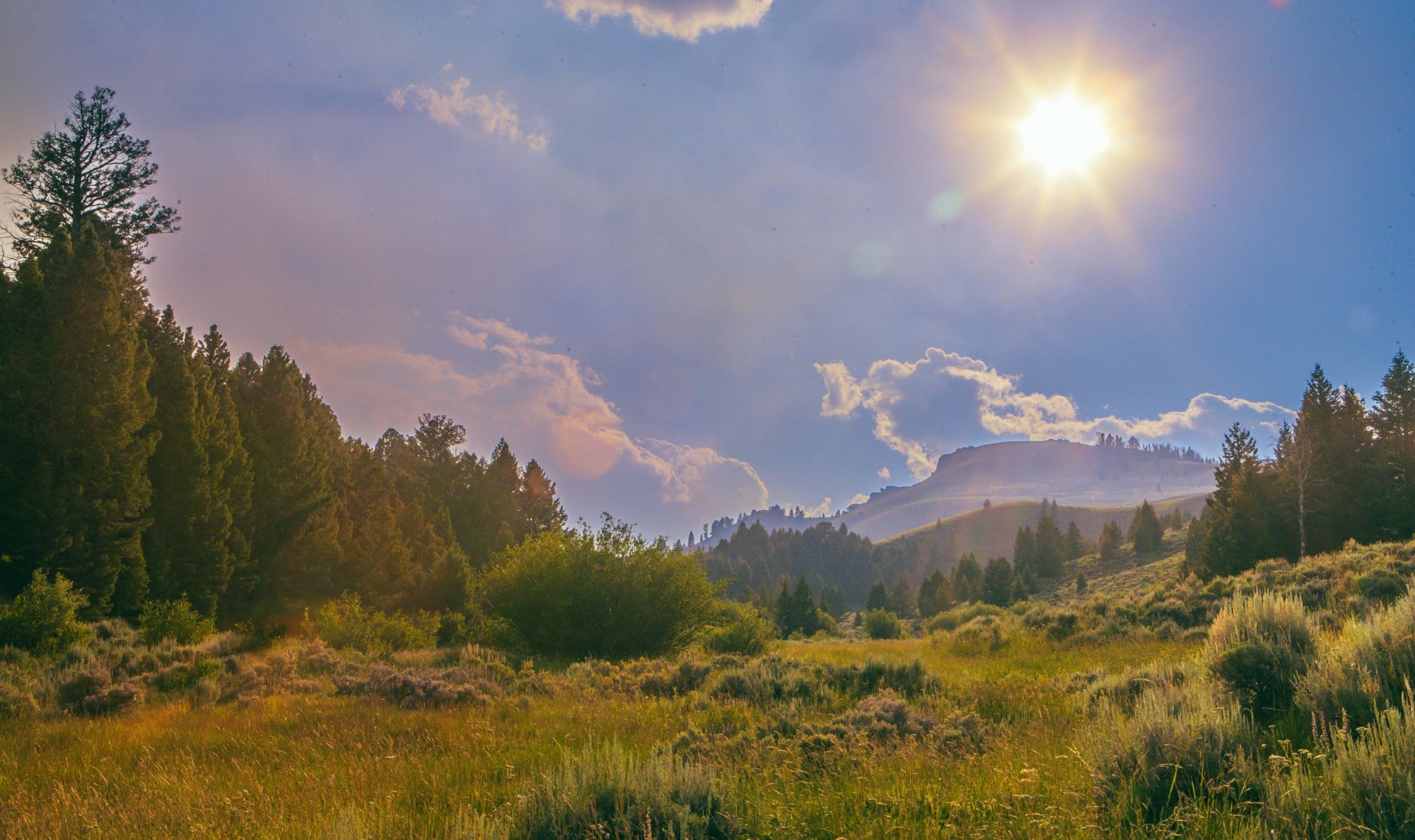 grass montana elk canyon ranch