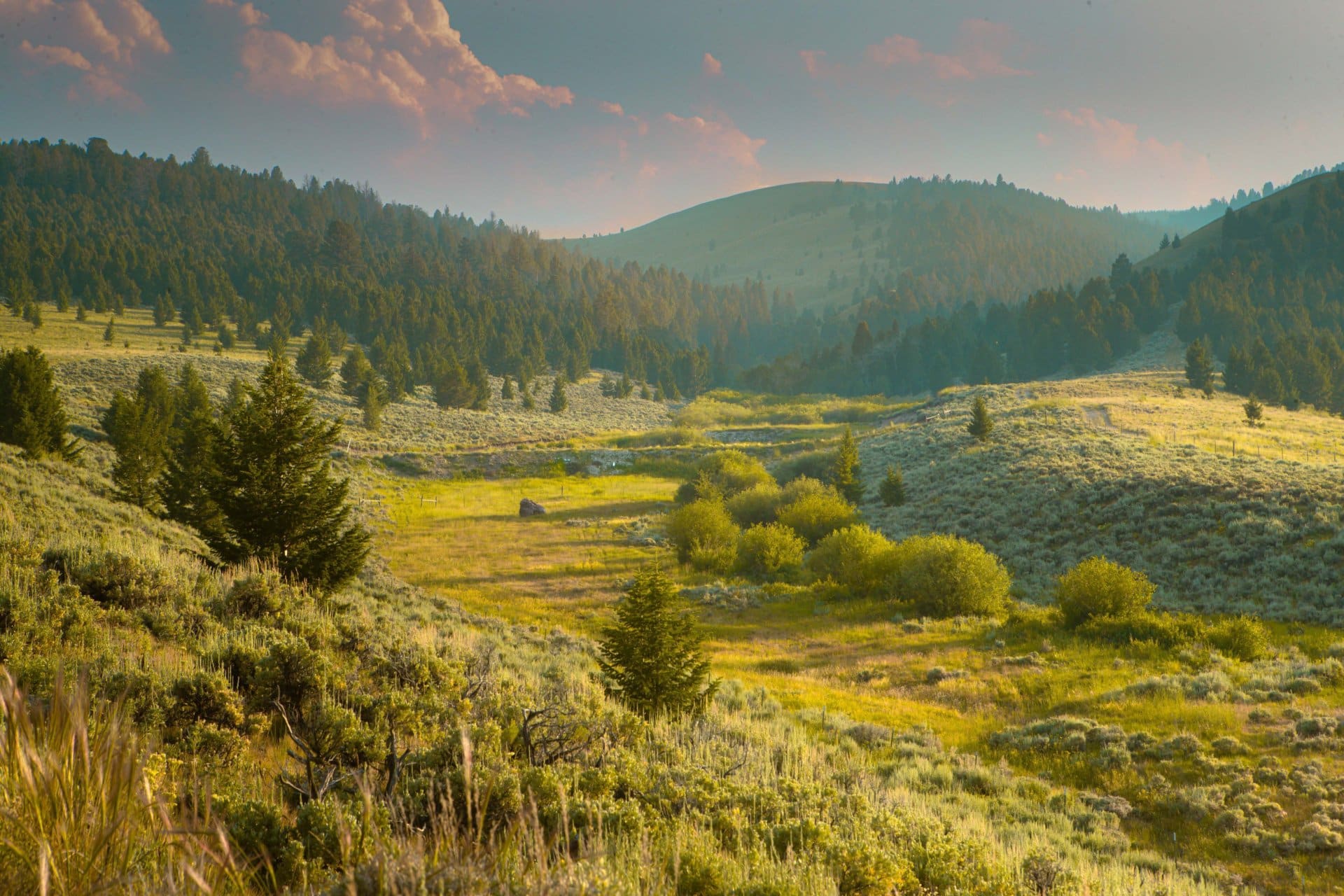 hunting montana elk canyon ranch