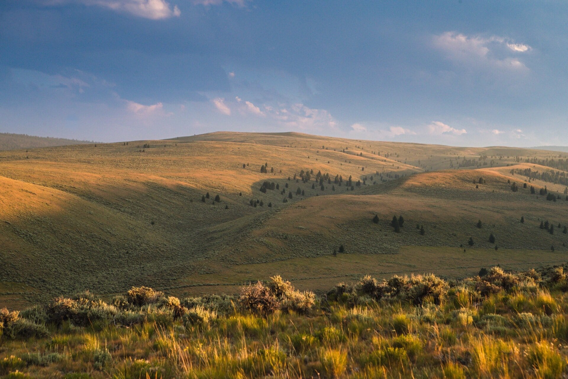 hunting montana elk canyon ranch