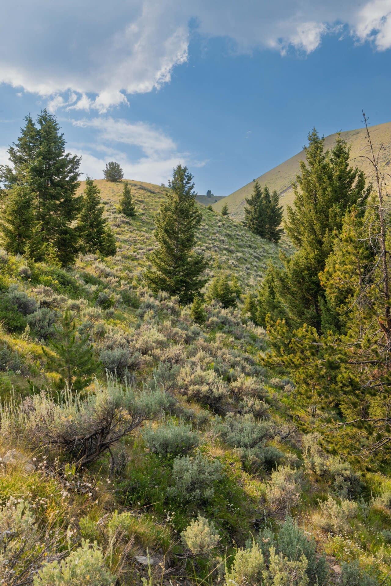 lots of privacy montana elk canyon ranch