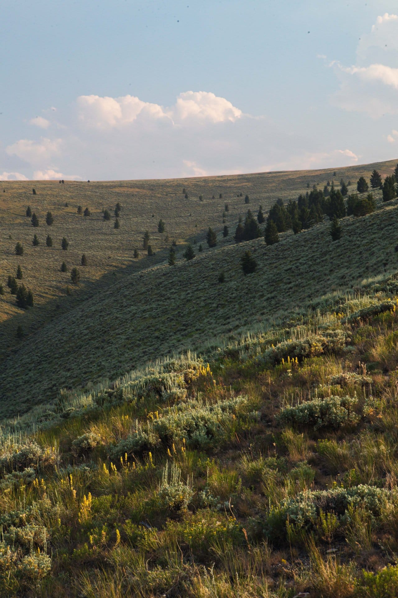 prairie montana elk canyon ranch