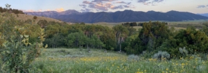 landscape montana bridger foothills