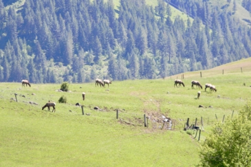 big game hunting land for sale idaho henry cattle ranch