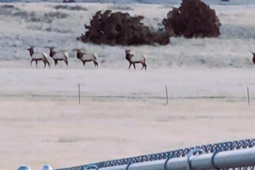 big game hunting land for sale montana noon bear ranch
