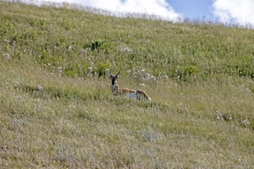 big game hunting land for sale montana plum creek ranch
