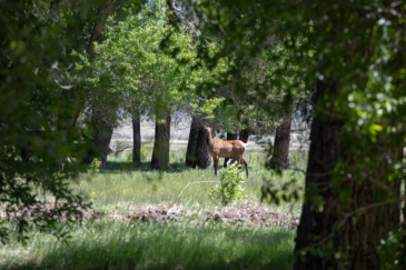 big game hunting property for sale wyoming saratoga north platte river ranch