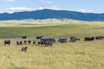 cattle land for sale montana plum creek ranch