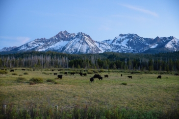 cattle property for sale Idaho Valley Creek Ranch