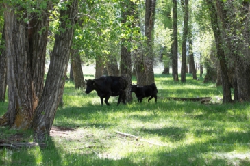cattle ranches for sale wyoming Saratoga North fork River Ranch