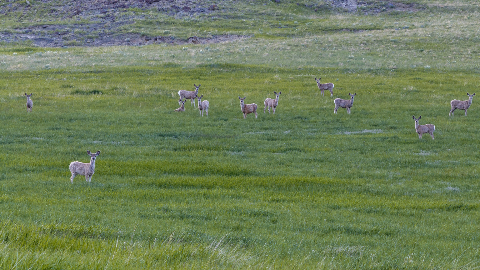 Castle Rock River Ranch | Montana Fishing Property | Fay Ranches