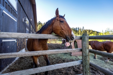 equestrian property for sale montana north star ranch