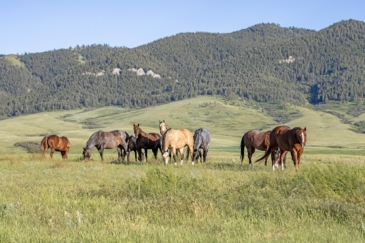 equestrian property for sale montana plum creek ranch