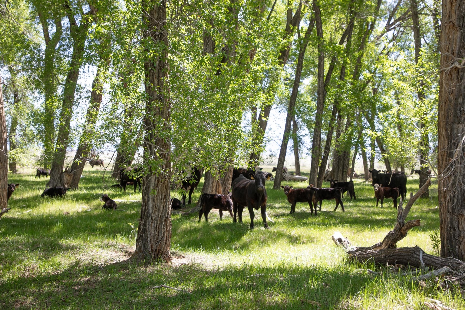 Saratoga North Platte River Ranch Saratoga Wyoming Fay Ranches