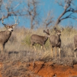 texas upland bird hunting land for sale mv2 ranch
