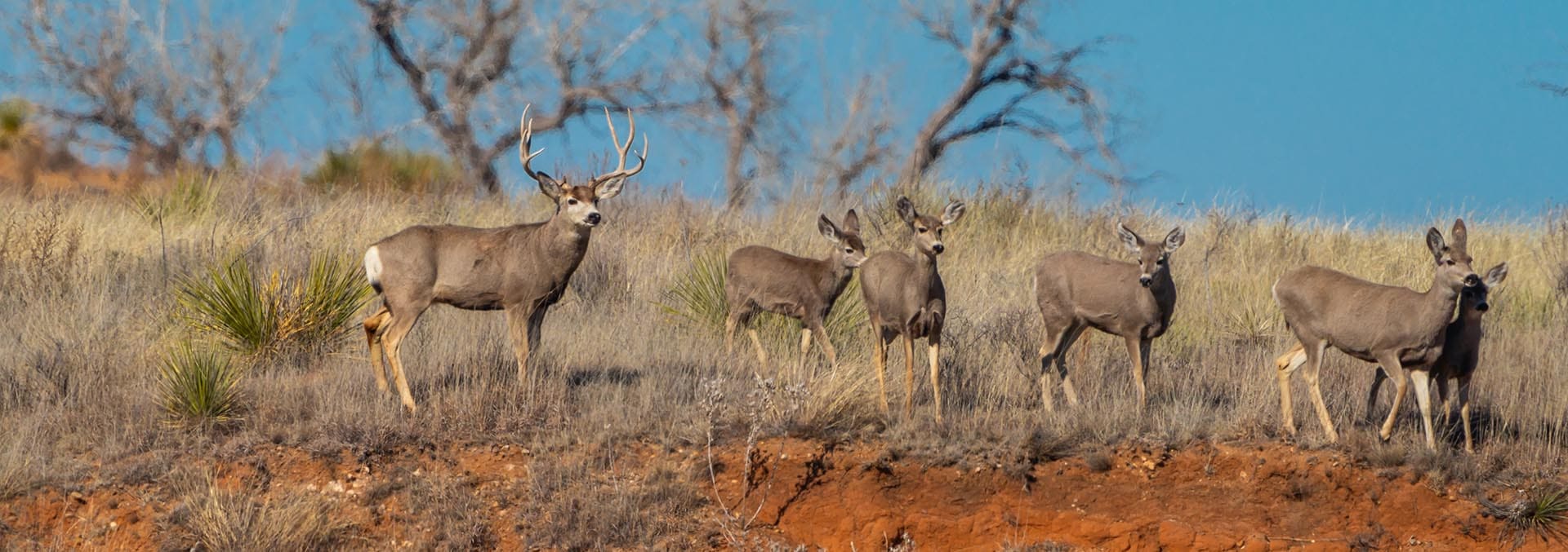 texas upland bird hunting land for sale mv2 ranch