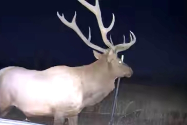 big game hunting land for sale montana elbow creek ranch