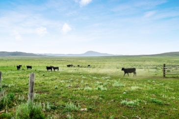 cattle ranches for sale Idaho Poverty Ridge Ranch