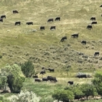 montana cattle ranches for sale Elbow Creek Ranch