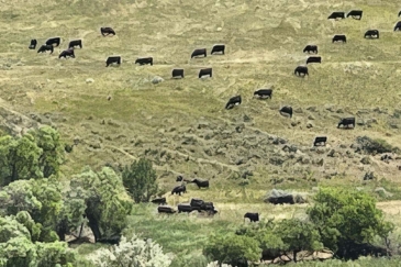 montana cattle ranches for sale Elbow Creek Ranch