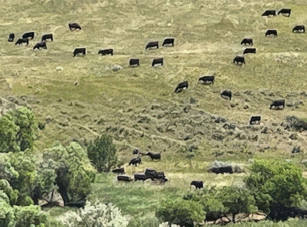 montana cattle ranches for sale Elbow Creek Ranch