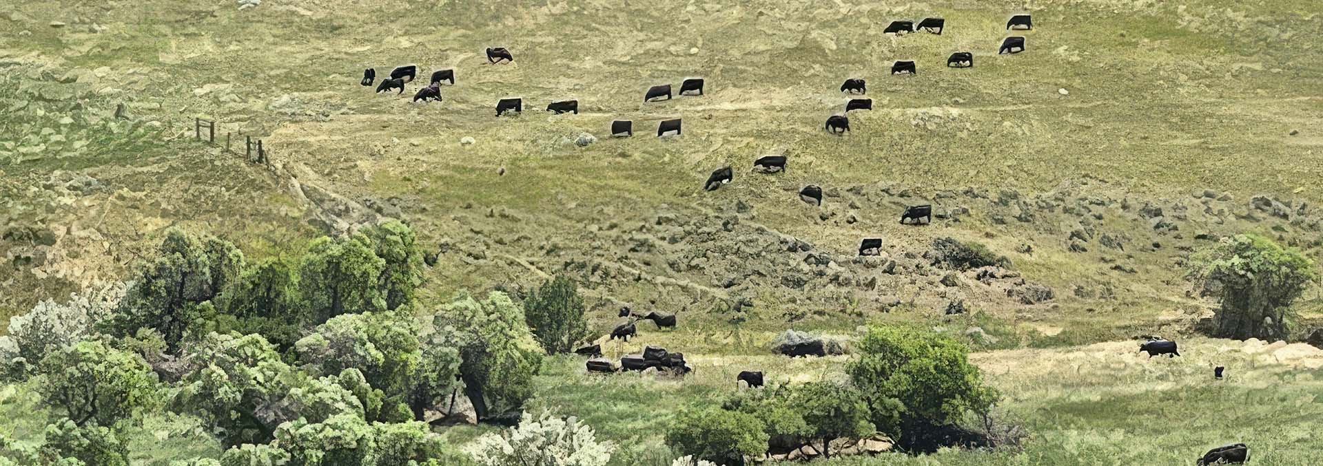 montana cattle ranches for sale Elbow Creek Ranch