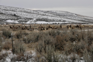 big game hunting land for sale Cow Creek Grazing Ranch