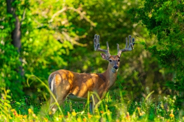 big game hunting property for sale texas hidden antler ranch - Copy