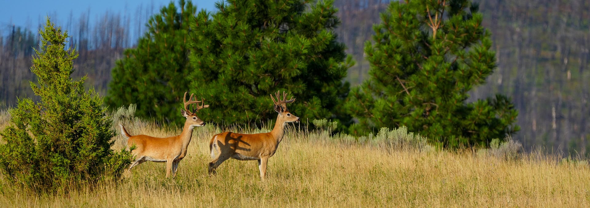 montana property for sale maclay ranch