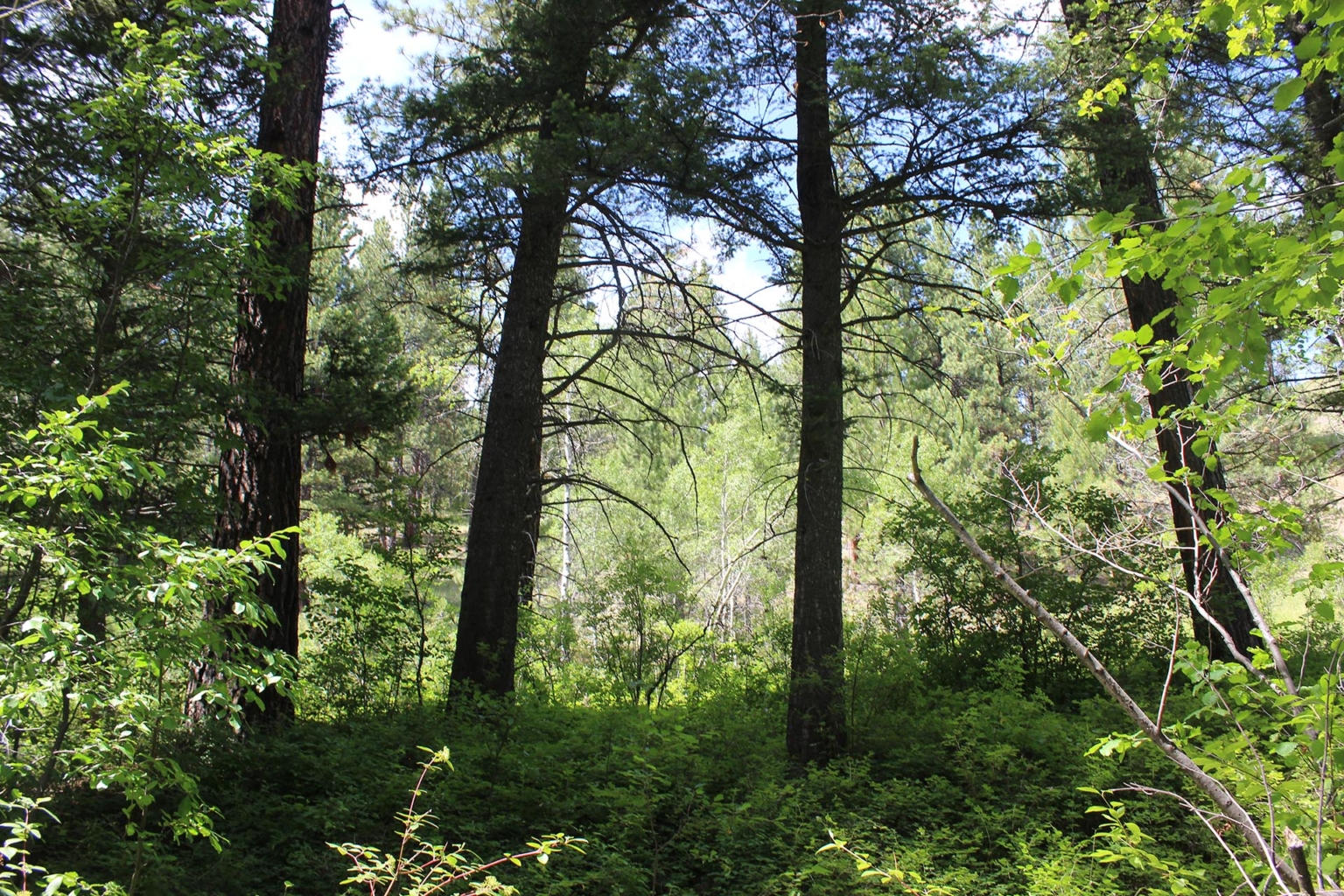 Two Creeks Montana Mountain Ranch | Helena | Fay Ranches