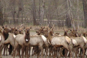 big game hunting land for sale montana sky range ranch