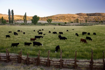 cattle land for sale colorado mcelmo creek guest ranch